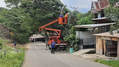 Pangkas dan Tebang Pohon Lapuk di Jalan Raya, Ombudsman Apresiasi DLHK Mamuju