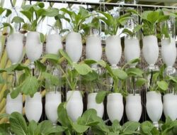 Teknologi Hidroponik, Wujudkan Ketahanan Pangan Keluarga