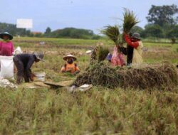 LDII Minta Pemerintah Fokus Ketahanan Pangan dan Beri Perlindungan pada Petani