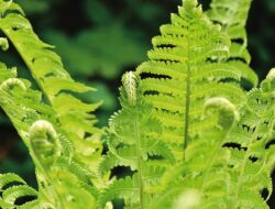 Soal dan Jawaban TVRI Kelasa 4-6 SD, Bagaimana Proses Pertumbuhan pada Tanaman Paku?