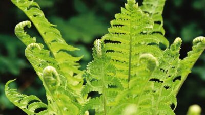 Soal dan Jawaban TVRI Kelasa 4-6 SD, Bagaimana Proses Pertumbuhan pada Tanaman Paku?