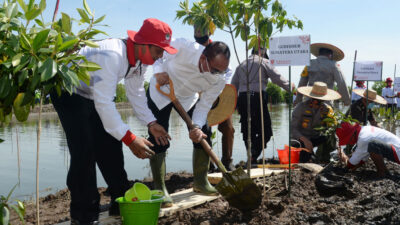 Peringati Hari Mangrove Sedunia, Gubernur Sumut: Melestarikan Alam Itu Ibadah
