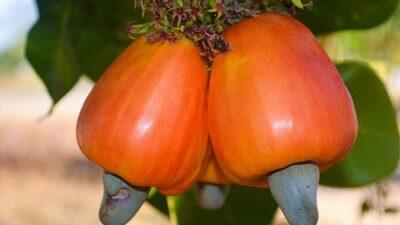 Buah semu jambu mete