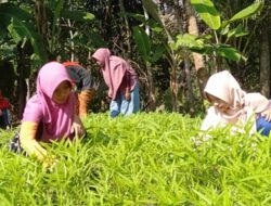 Remaja LDII Tengklik Latih Kemandirian dengan Bercocok Tanam