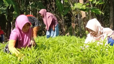 Remaja LDII Tengklik Latih Kemandirian dengan Bercocok Tanam
