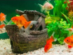 Sukses Budi Daya Ikan Hias Selama Pandemi, Ini yang Dilakukan Warga Palu