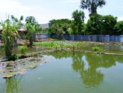 Masa Pandemi, Pemuda Ini Sukses Kembangkan Budi Daya Ikan Air Tawar