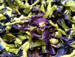 Petani di Ngawi Raup Keuntungan dari Tanaman Bunga Telang