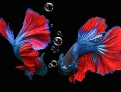 Selebritas Ini Adu Mahal Ikan Cupang hingga Puluhan Juta