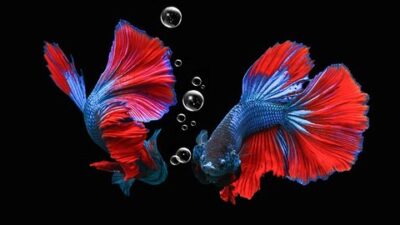 Selebritas Ikan Cupang