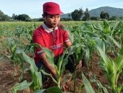 Vital Bagi Stabilitas Bangsa, LDII Komitmen Jaga Ketahanan Pangan