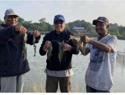 Plt Gubernur Sulsel Kerja Sama UMI Kembangkan Udang Windu pada Area 1.000 Ha di Kabupaten Pinrang