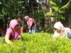 Hari Krida Pertanian, Ketum LDII: Momentum Kebangkitan Ketahanan Pangan Keluarga